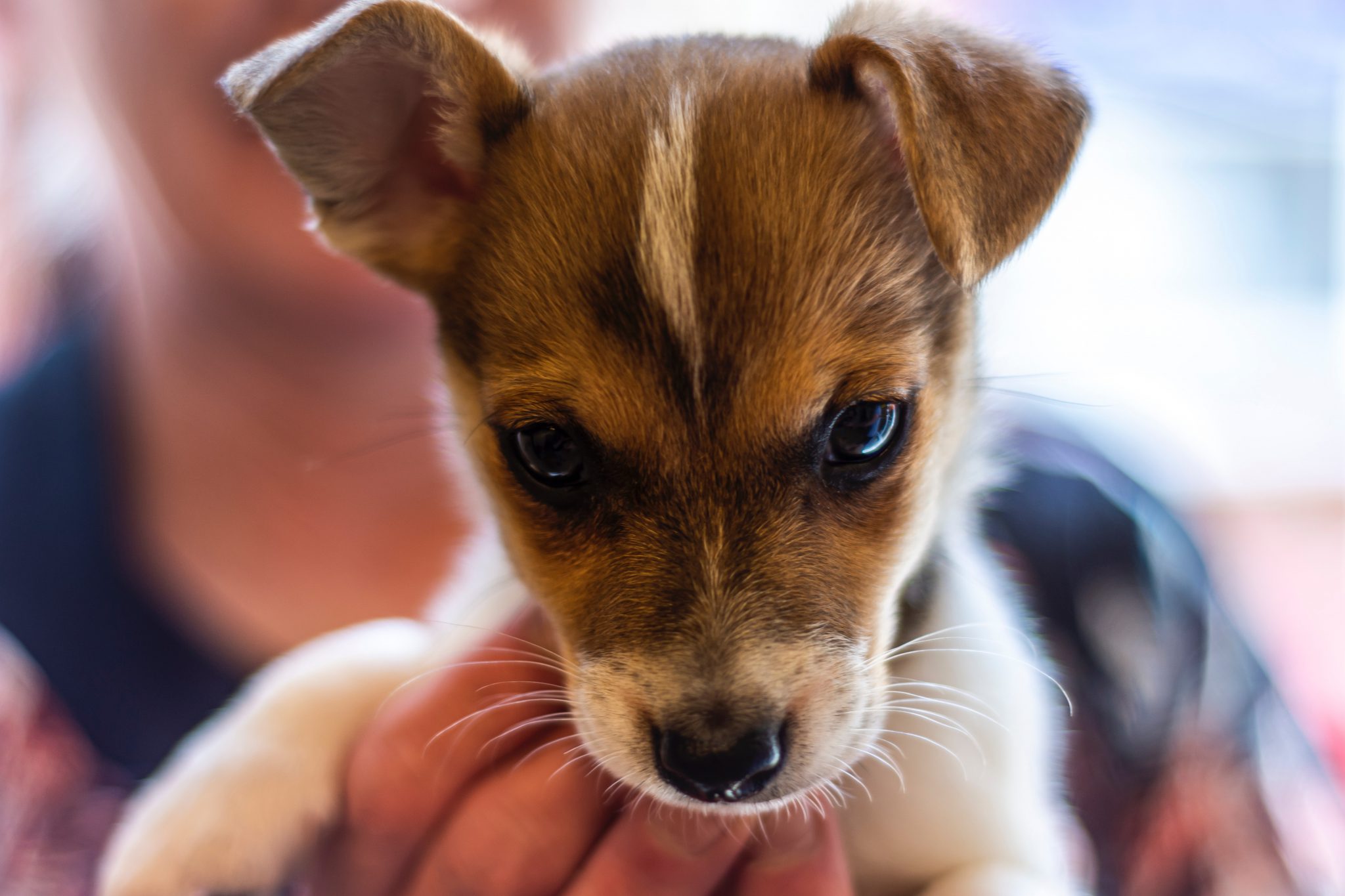 Orijen Large Breed Puppy Food Overview Pet Parent Playbook