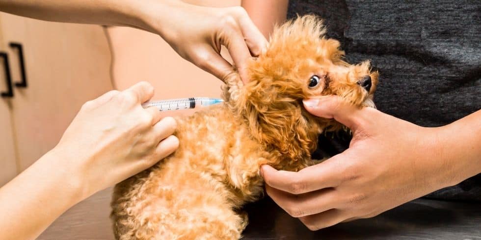 5-Way Puppy Shot and Everything You Need to Know