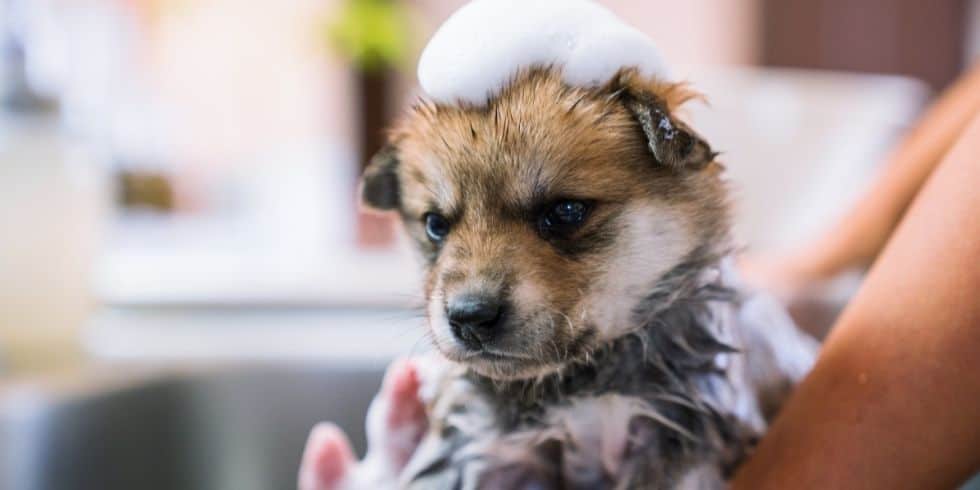 Puppy Bath: All You Need to Know