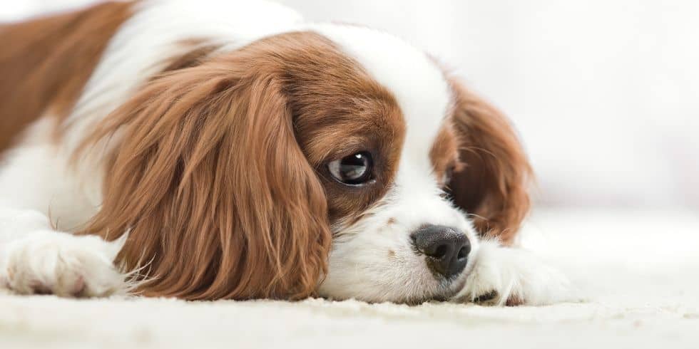 Sad Puppy: How To Tell If Your Dog Is Feeling Blue