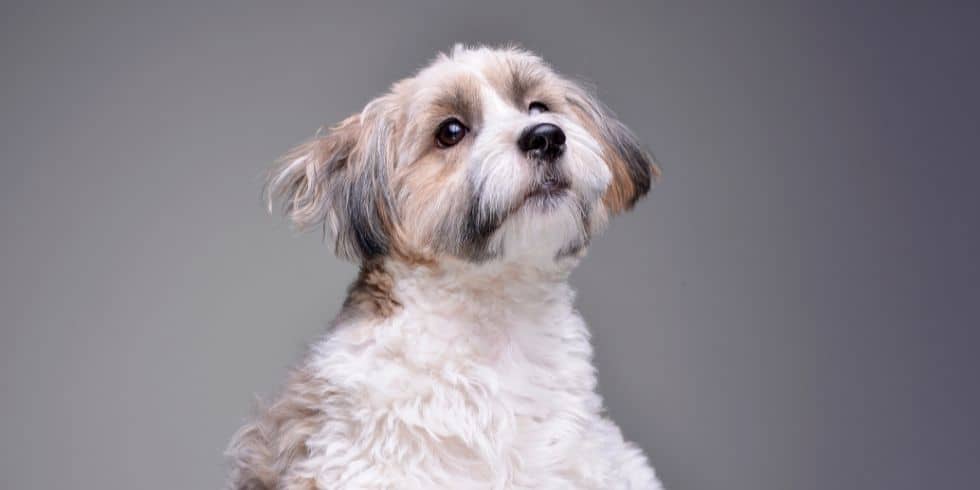 Havanese Puppy Cut Styles For 2021